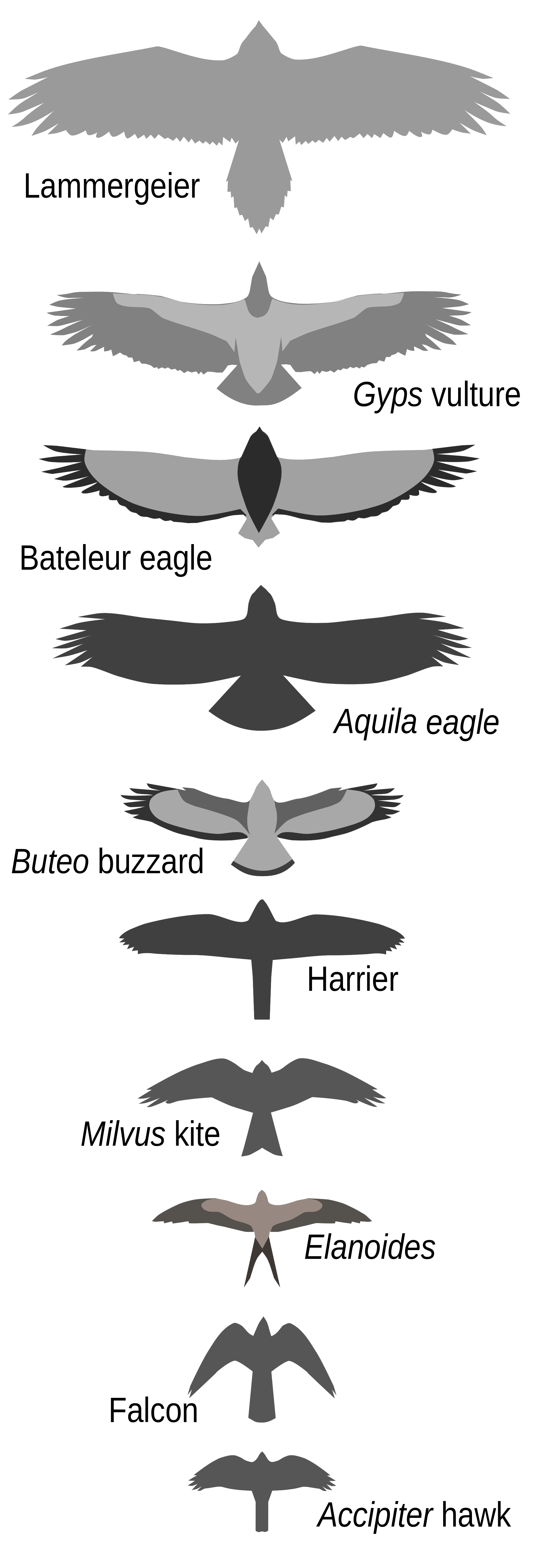 Harpy Eagle svg #9, Download drawings