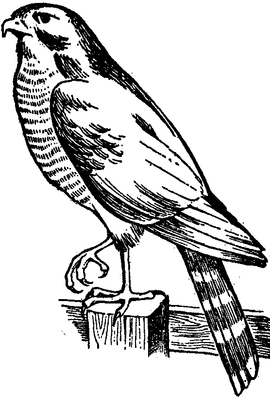 Sparrowhawk clipart #1, Download drawings