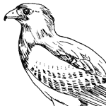 Harris's Hawk coloring #16, Download drawings