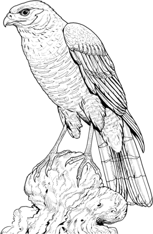 Harris's Hawk coloring #2, Download drawings