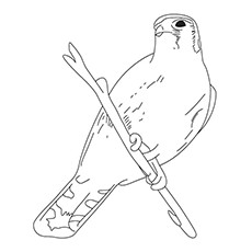 Harris's Hawk coloring #7, Download drawings