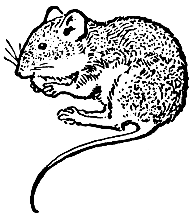 Harvest Mouse clipart #5, Download drawings