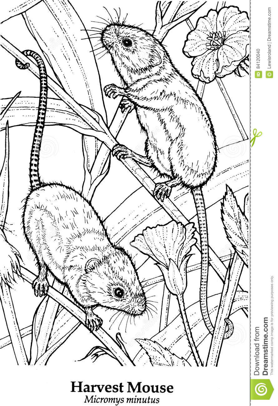 Harvest Mouse coloring #15, Download drawings