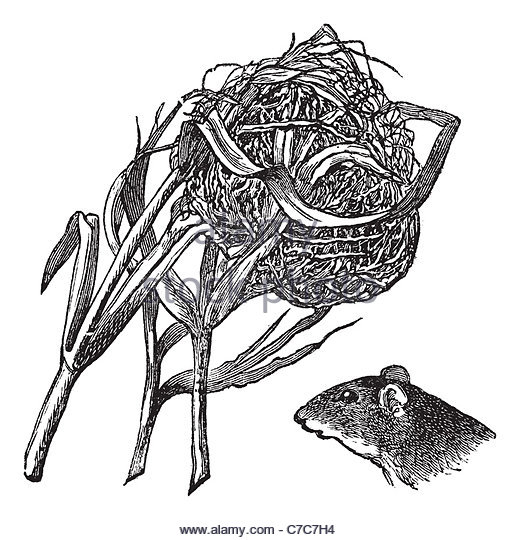 Harvest Mouse coloring #14, Download drawings