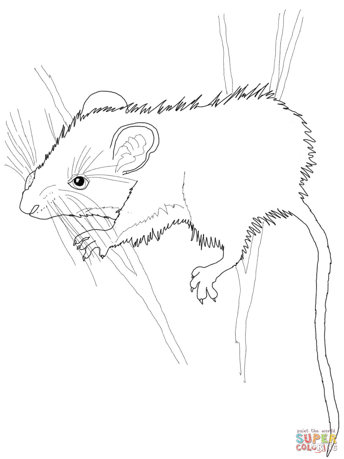 Harvest Mouse coloring #13, Download drawings