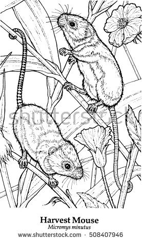 Harvest Mouse coloring #18, Download drawings