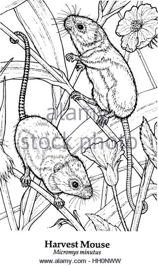 Harvest Mouse coloring #16, Download drawings