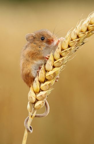Harvest Mouse svg #3, Download drawings