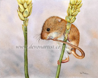 Harvest Mouse svg #18, Download drawings