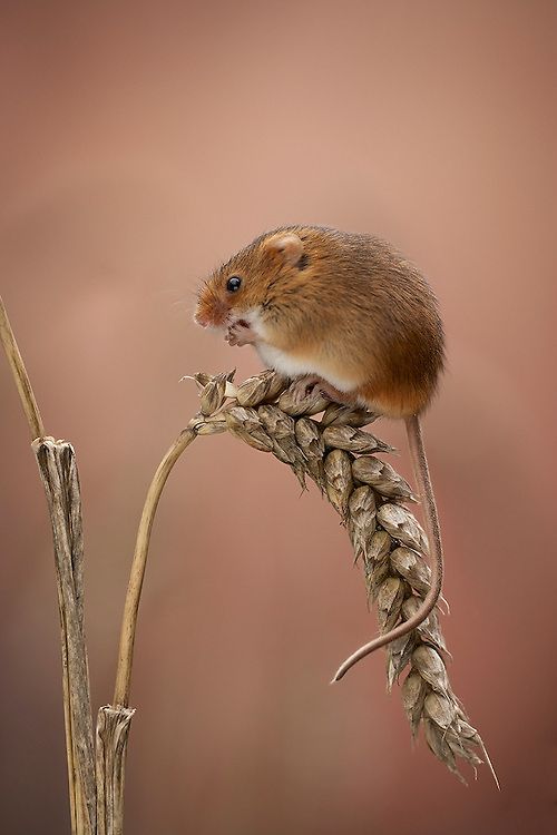 Harvest Mouse svg #13, Download drawings
