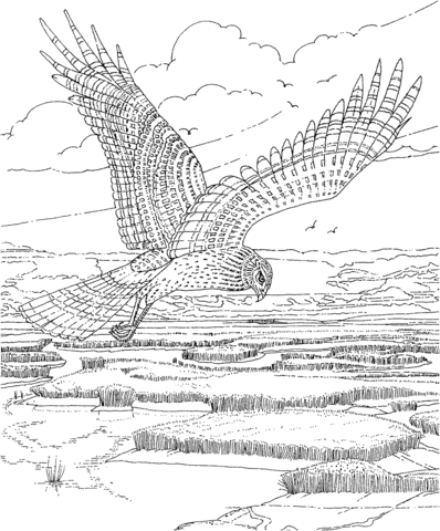 Red-tailed Hawk coloring #10, Download drawings