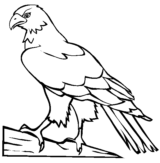 Hawk coloring #6, Download drawings