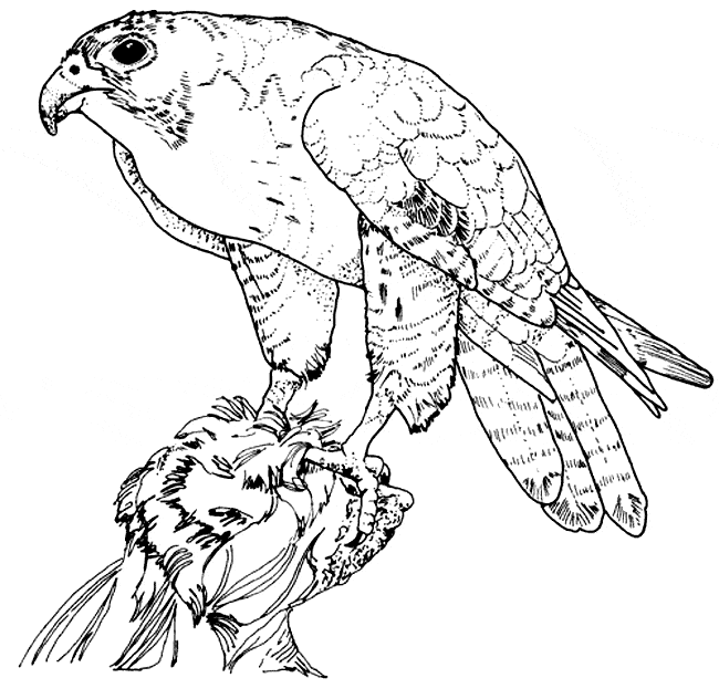 Hawk coloring #9, Download drawings