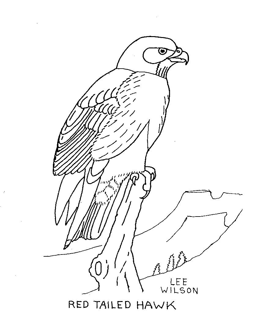 Red-tailed Hawk coloring #20, Download drawings