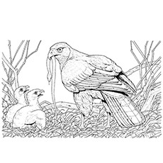 Hawk coloring #8, Download drawings
