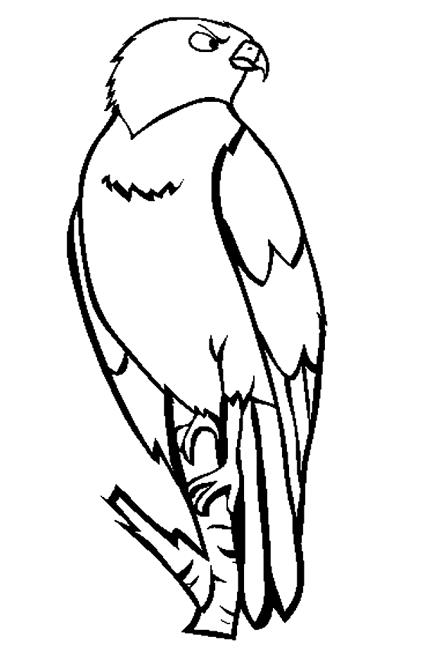 Hawk coloring #10, Download drawings