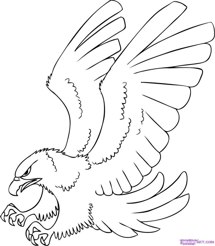 Hawk coloring #16, Download drawings