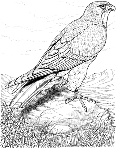 Hawk coloring #11, Download drawings