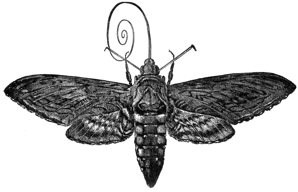 Hawk Moth clipart #20, Download drawings