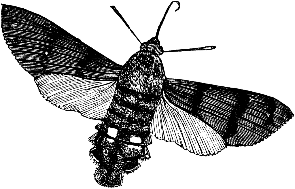 Hawk Moth clipart #14, Download drawings