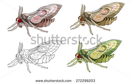 Hawk Moth coloring #20, Download drawings