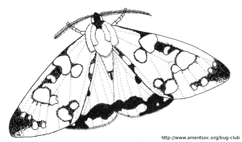 Hawk Moth coloring #5, Download drawings