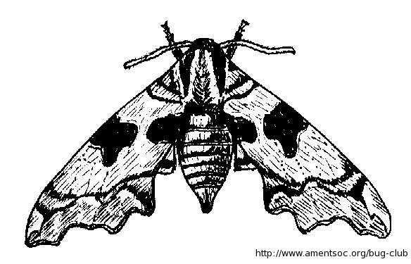 Hawk Moth coloring #10, Download drawings