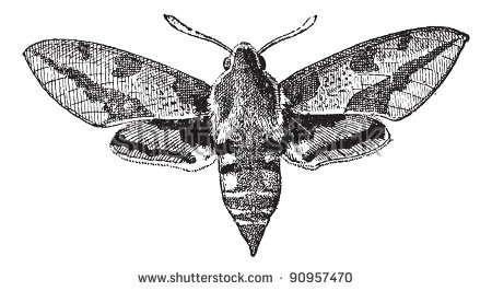 Hawk Moth svg #7, Download drawings