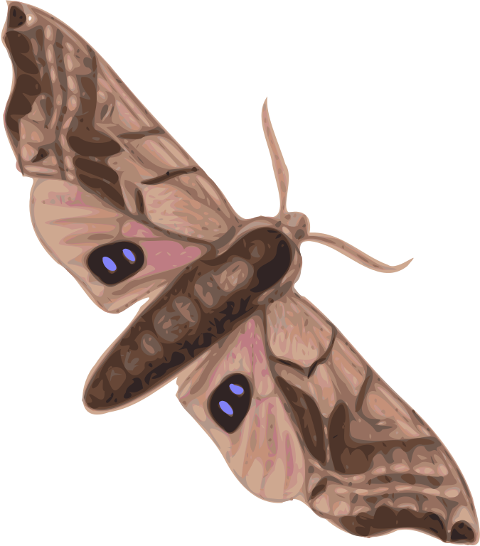 Hawk Moth svg #15, Download drawings