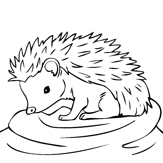 Hedgehog coloring #20, Download drawings