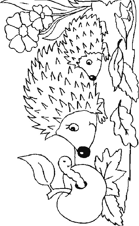 Hedgehog coloring #12, Download drawings