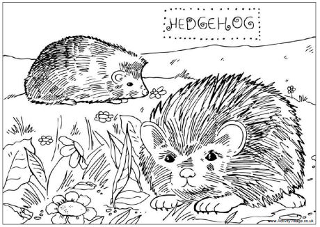 Hedgehog coloring #13, Download drawings