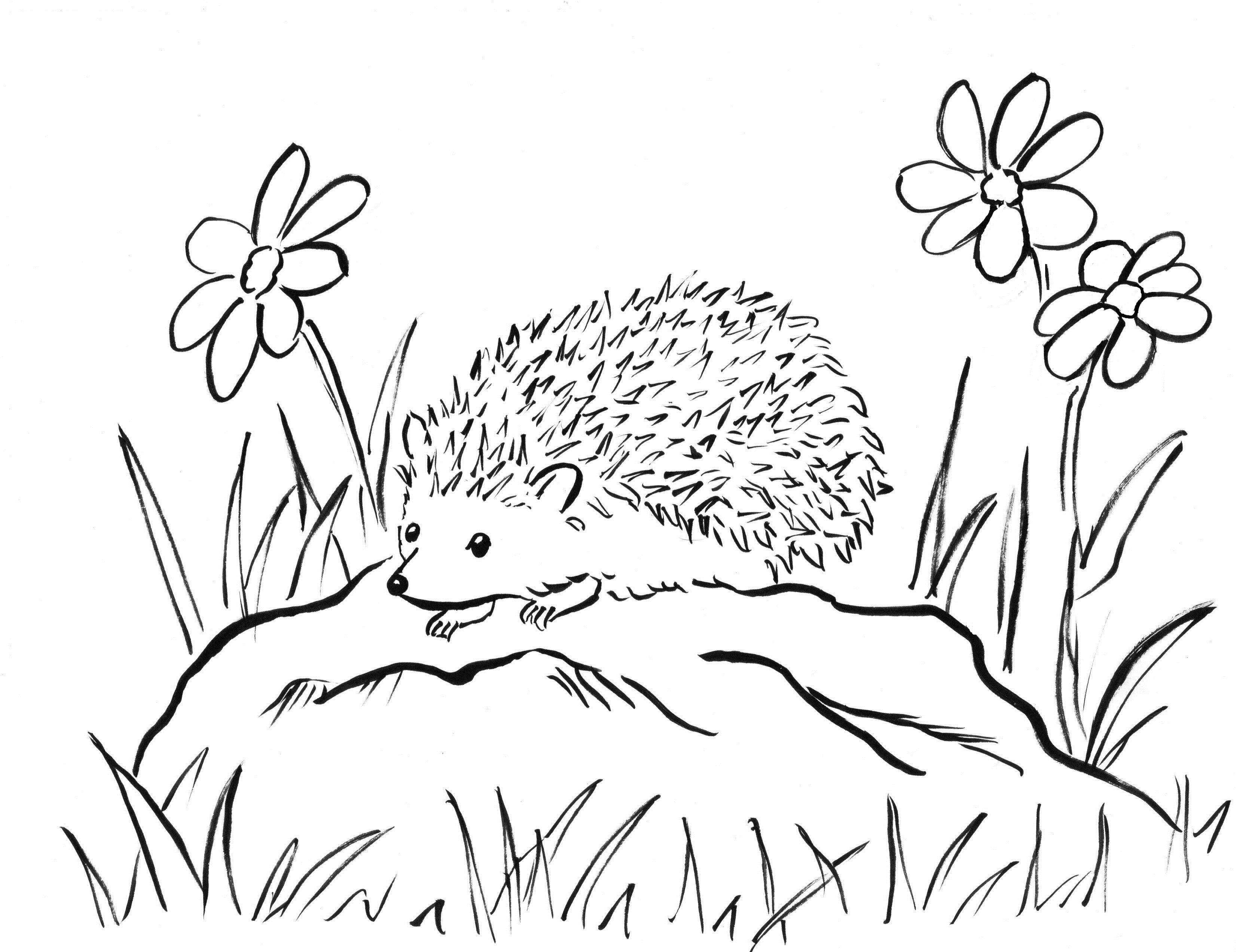 Hedgehog coloring #7, Download drawings