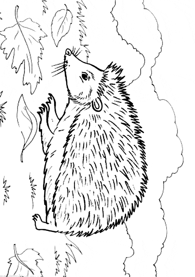 Hedgehog coloring #18, Download drawings