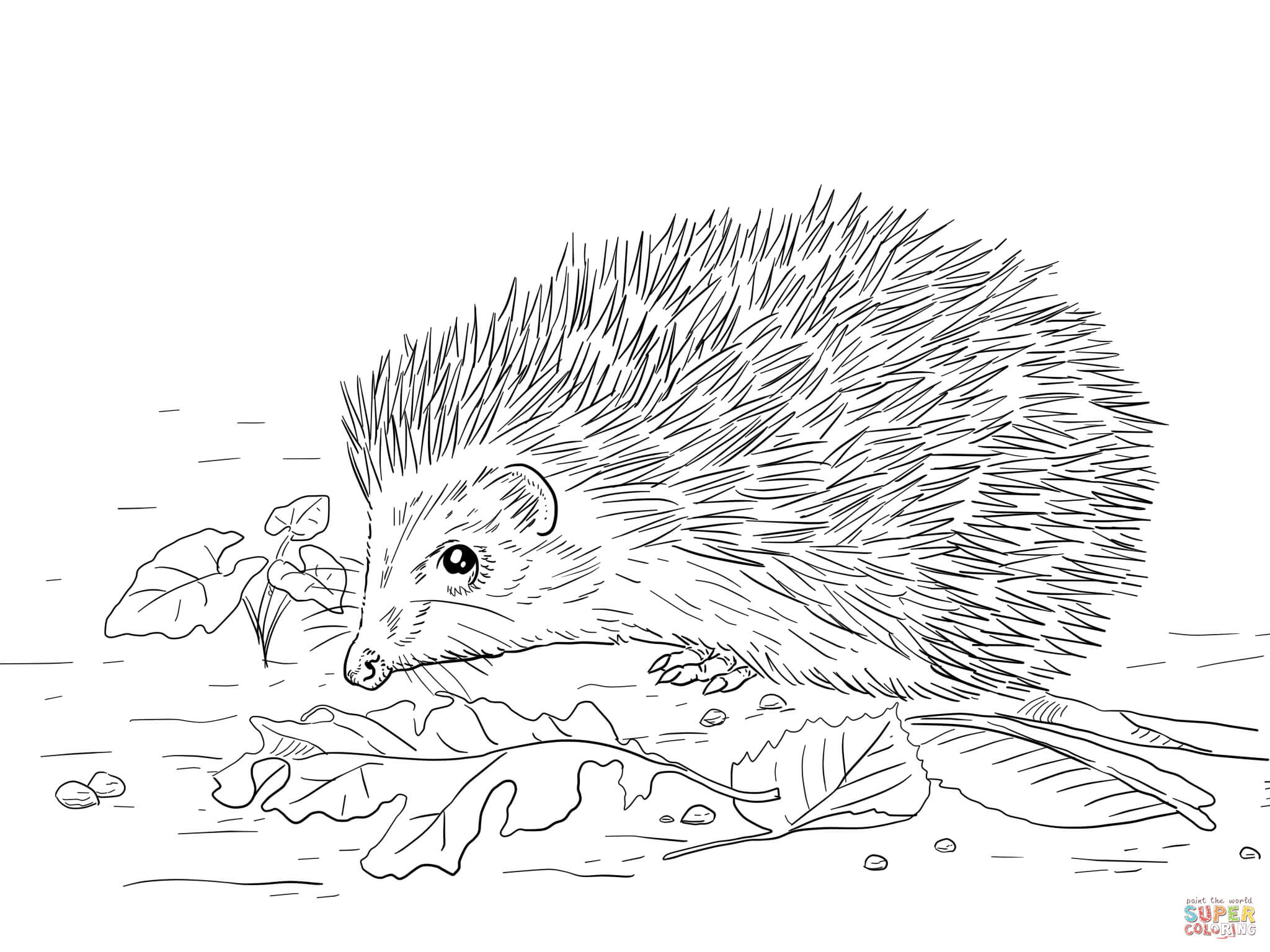 Hedgehog coloring #10, Download drawings