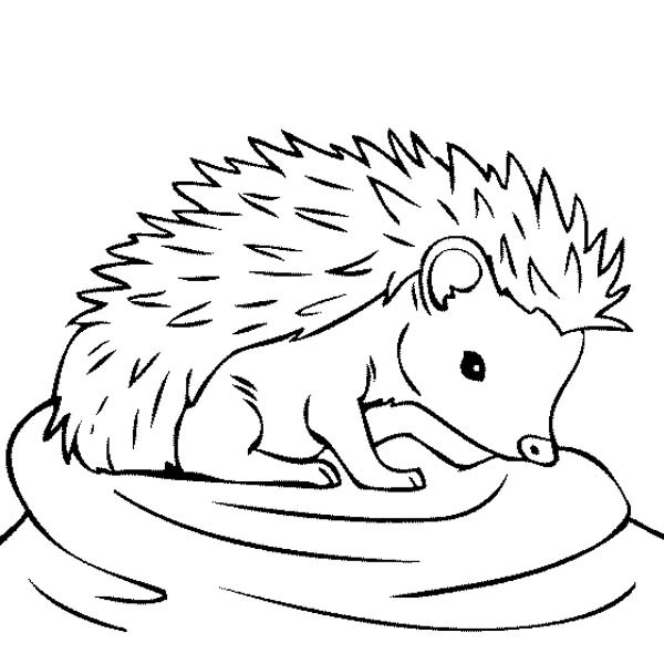 Hedgehog coloring #19, Download drawings