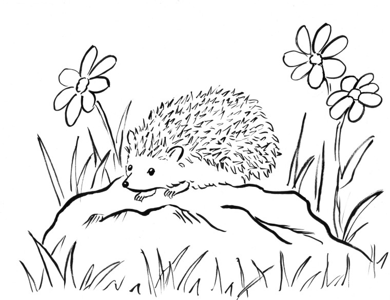 Hedgehog coloring #9, Download drawings