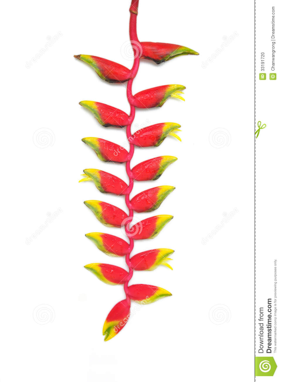 Heliconia clipart #7, Download drawings