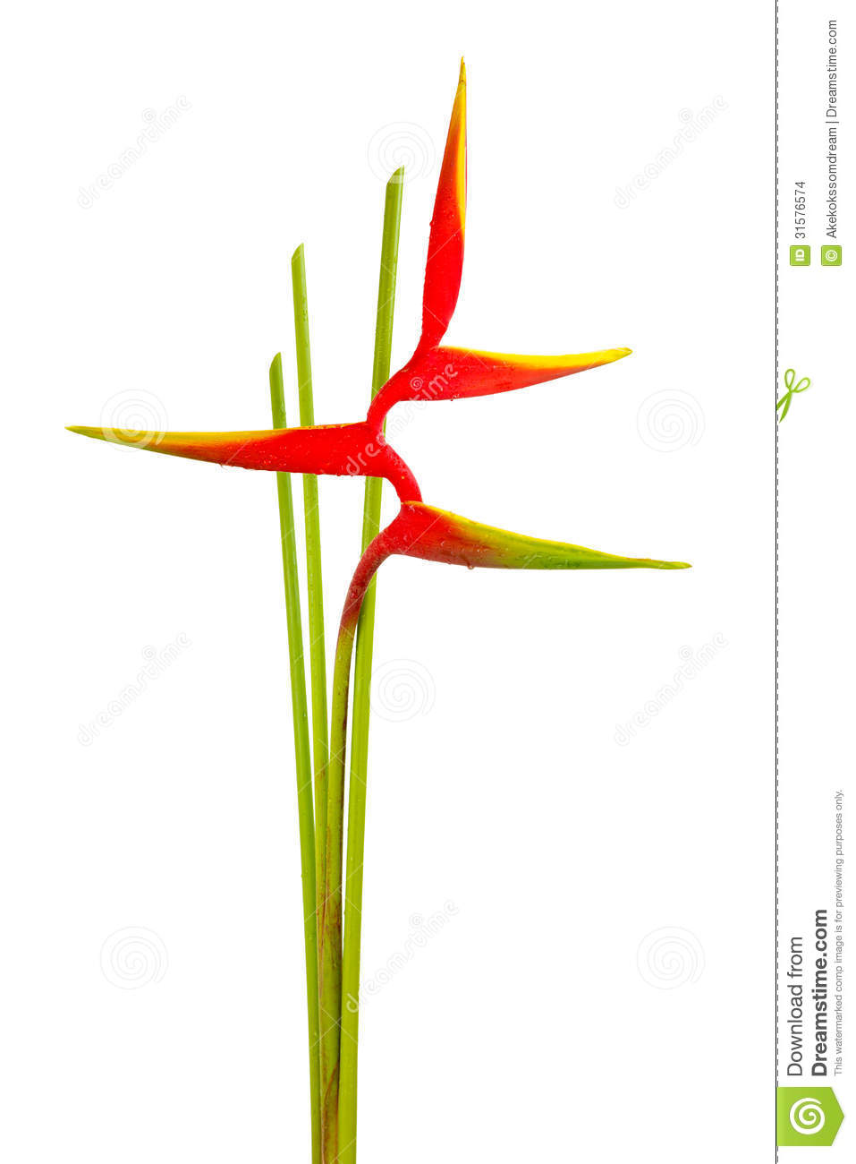 Heliconia clipart #1, Download drawings