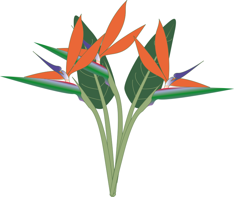 Heliconia clipart #3, Download drawings