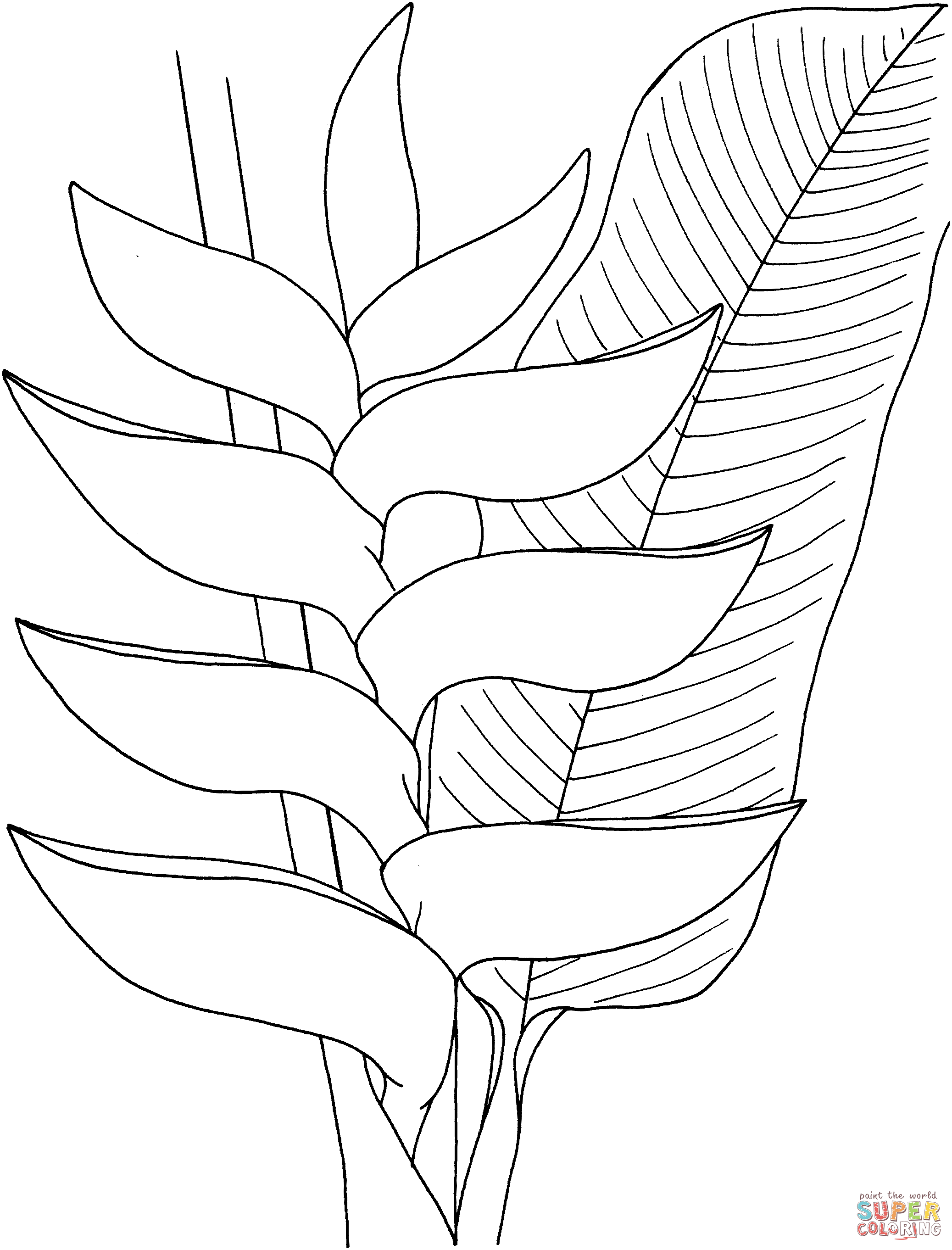 Heliconia coloring #8, Download drawings