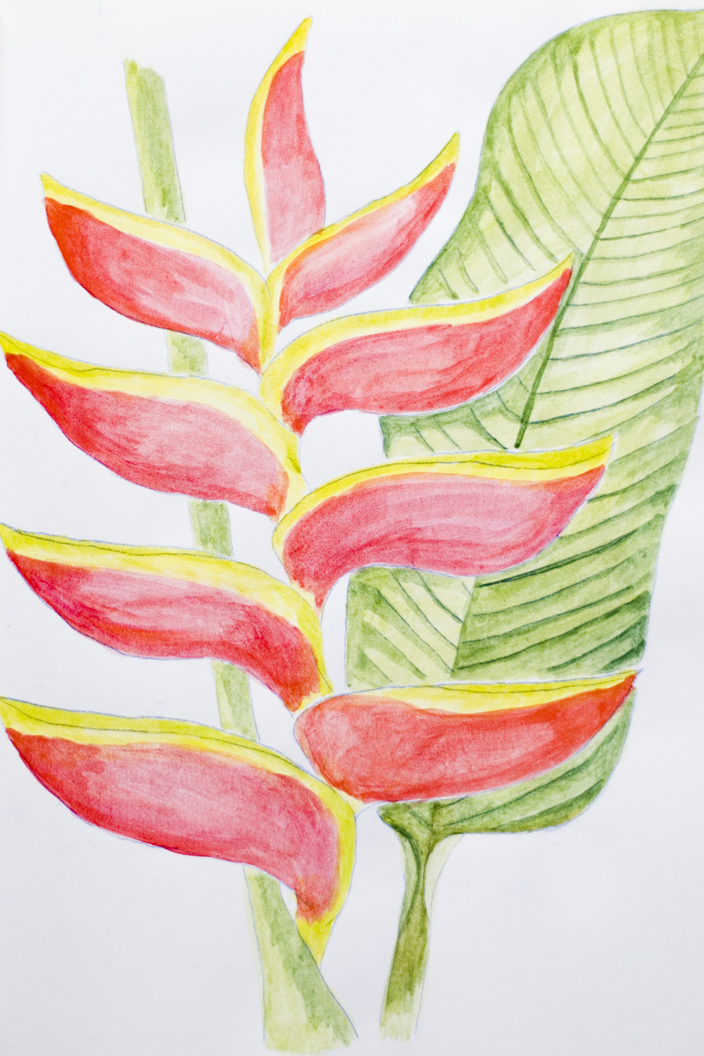 Heliconia coloring #11, Download drawings