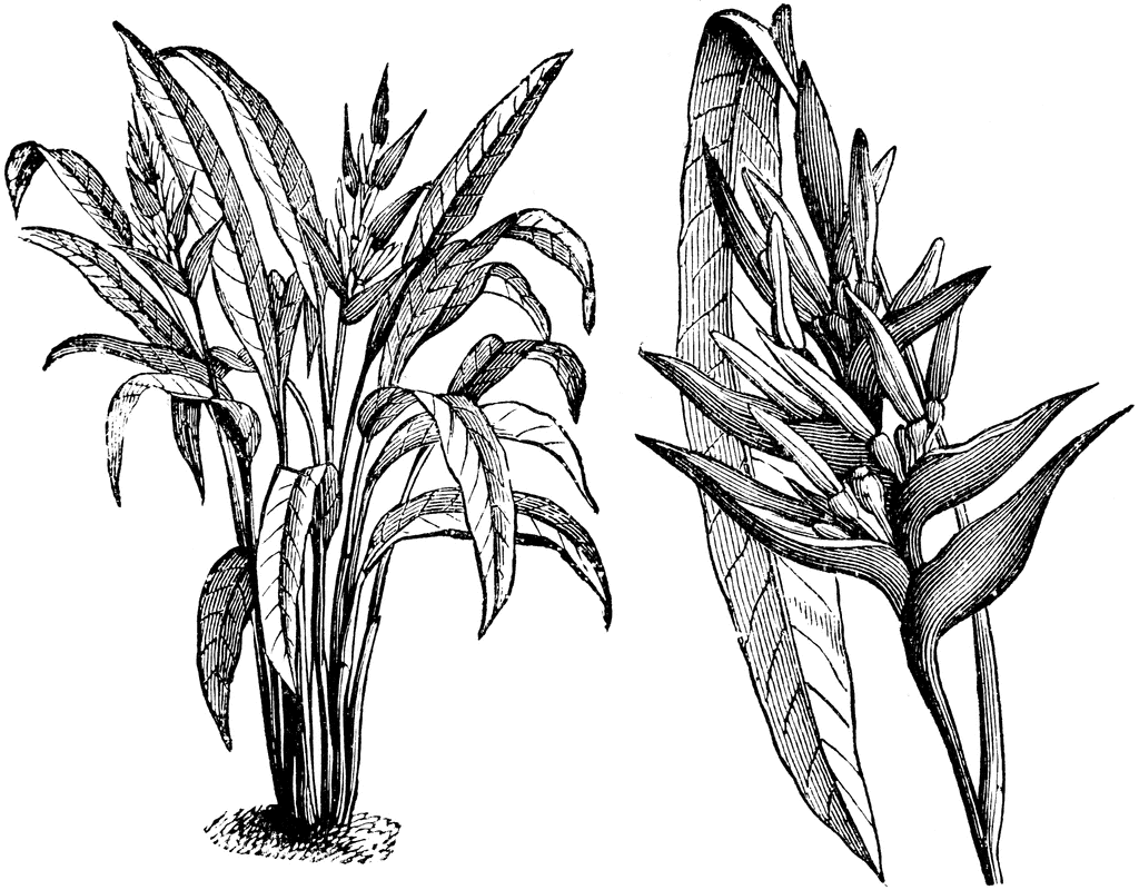 Heliconia coloring #15, Download drawings