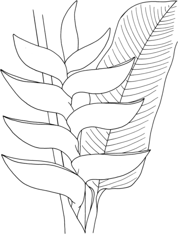 Heliconia coloring #5, Download drawings