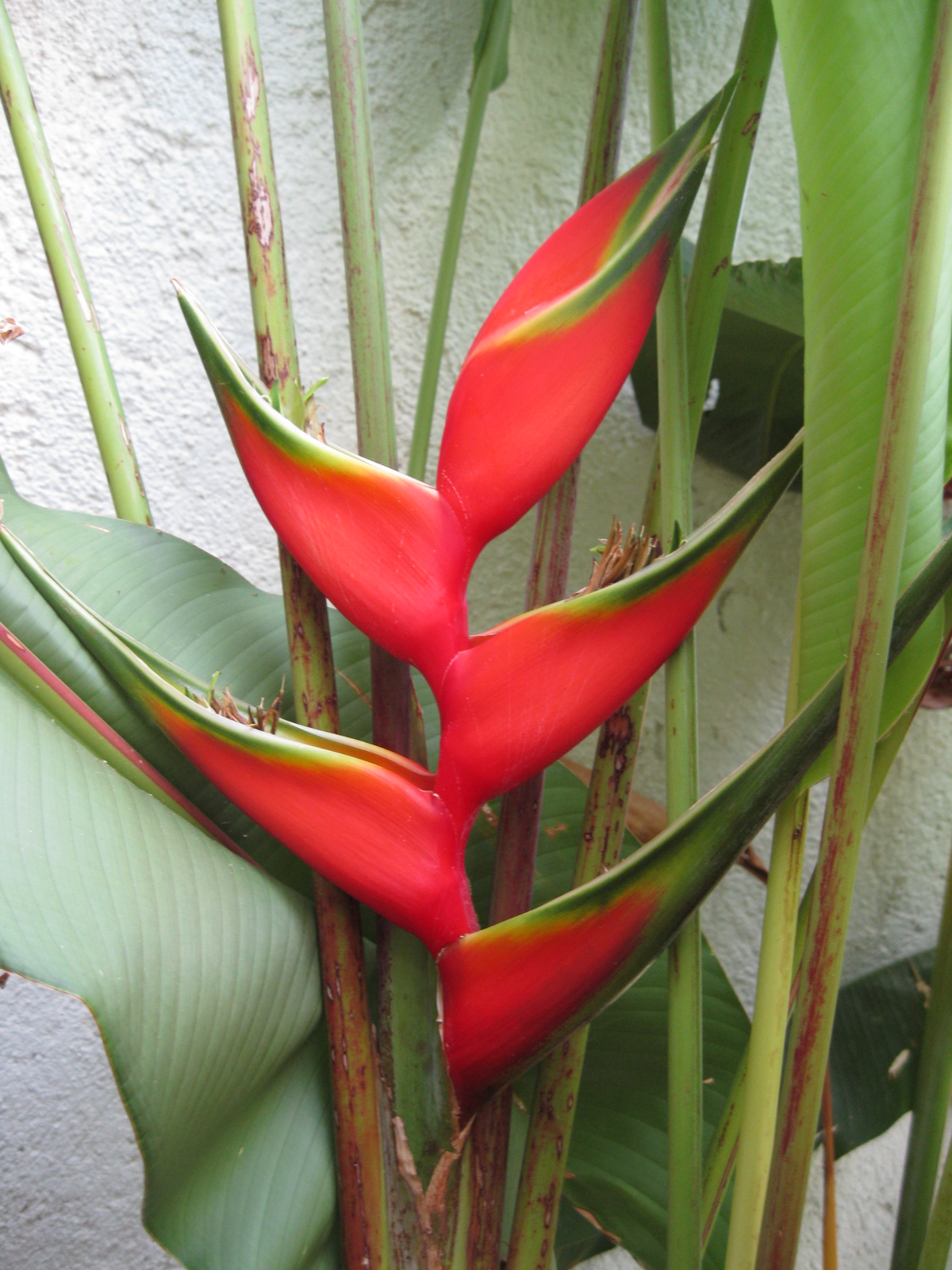 Heliconia coloring #16, Download drawings