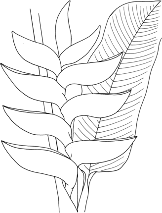 Heliconia coloring #2, Download drawings