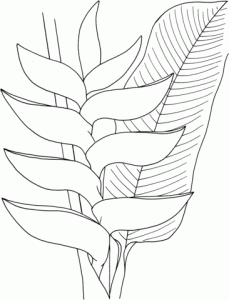 Heliconia coloring #1, Download drawings