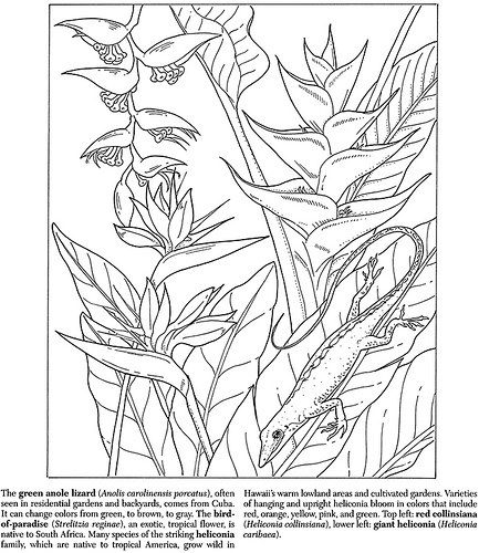 Heliconia coloring #3, Download drawings