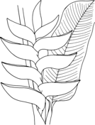 Heliconia coloring #4, Download drawings