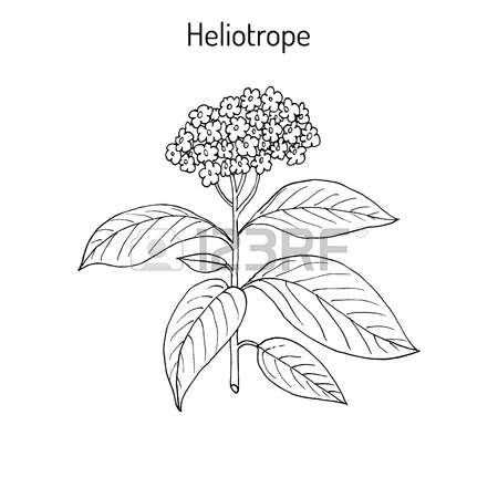 Heliotrop coloring #9, Download drawings